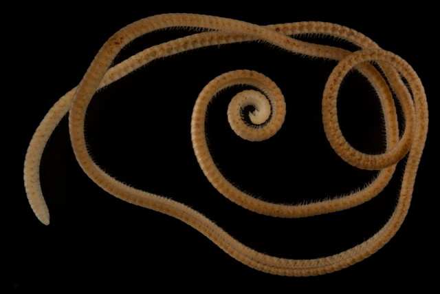 Ky luc gioi dong vat: So 1 la con trung khoe hon ca voi-Hinh-4