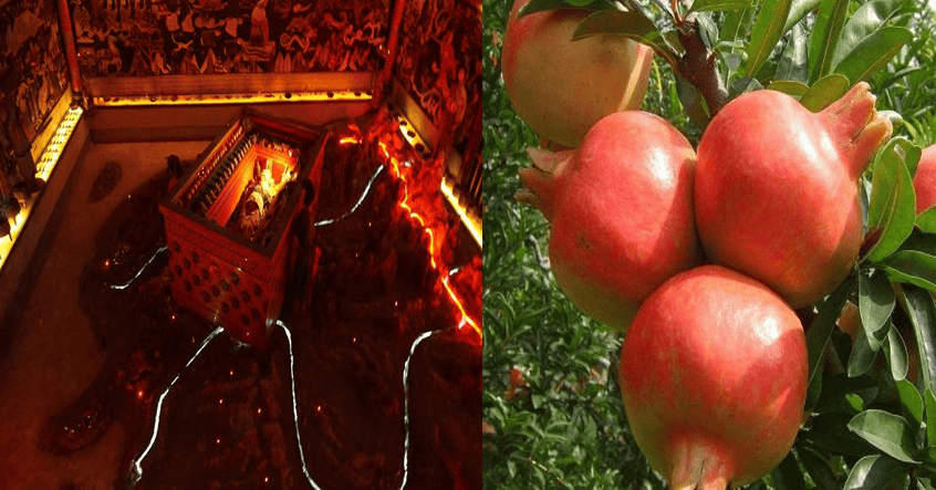 Cay luu moc tren lang mo Tan Thuy Hoang, tuyet doi khong duoc an