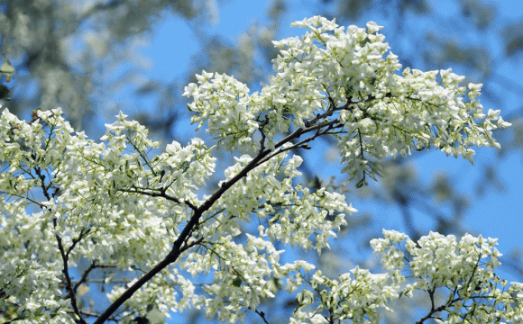 Tet Thanh minh 2025: Gio nao tot nhat de tao mo?