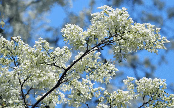 Tet Thanh minh 2025: Gio nao tot nhat de tao mo?