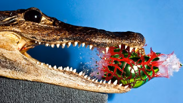 Cá sấu ăn dưa hấu!