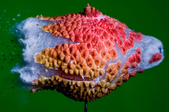 Bạn có nhận ra đây thực chất chỉ là… quả vải.