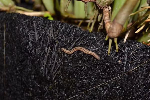 Tuy “mỏng manh” nhưng chúng cũng có vũ khí riêng khiến con mồi không còn lối thoát.