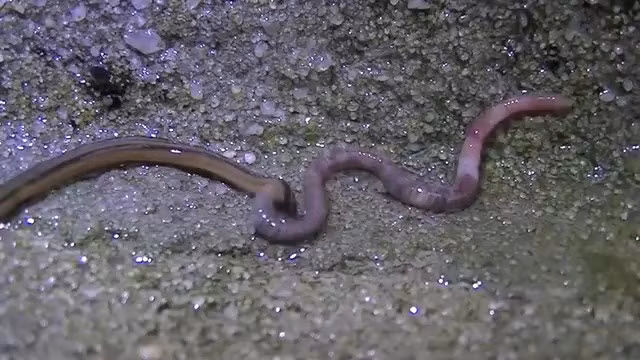 Sâu đầu búa chủ yếu ăn giun đất. Ngoài ra, ốc sên và côn trùng cũng nằm trong danh sách món ăn khoái khẩu của chúng.