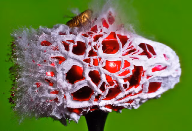 Bóng trang trí Giáng sinh cũng nổ tung.