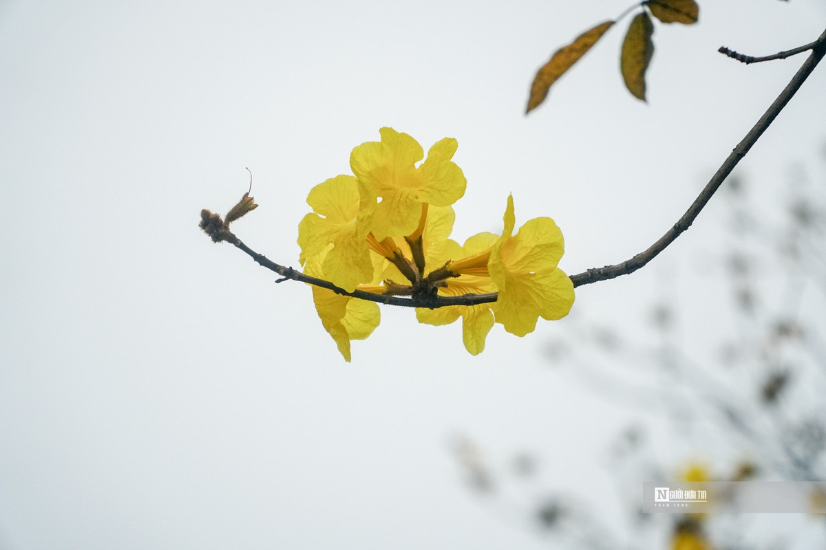 “Phát sốt” với con đường hoa phong linh vàng rực ở Hà Nội - Hình 4 “Phat sot” voi con duong hoa phong linh vang ruc o Ha Noi-Hinh-4