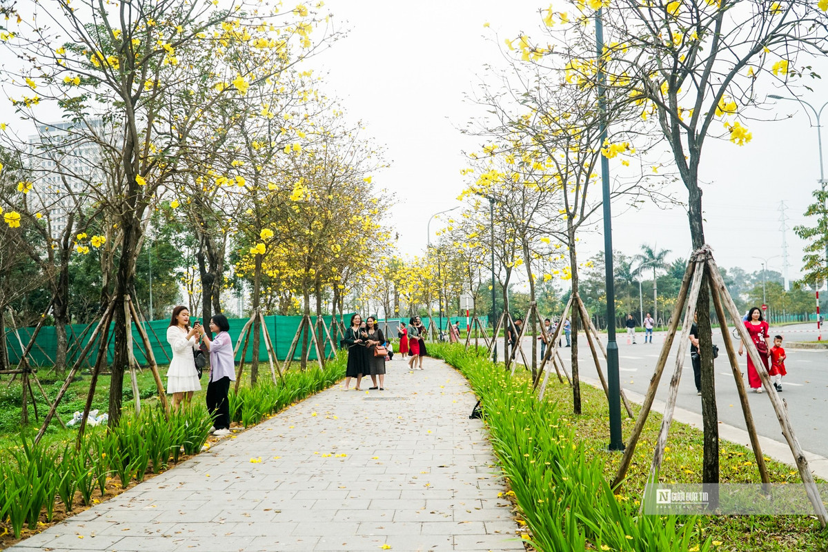 “Phát sốt” với con đường hoa phong linh vàng rực ở Hà Nội “Phat sot” voi con duong hoa phong linh vang ruc o Ha Noi