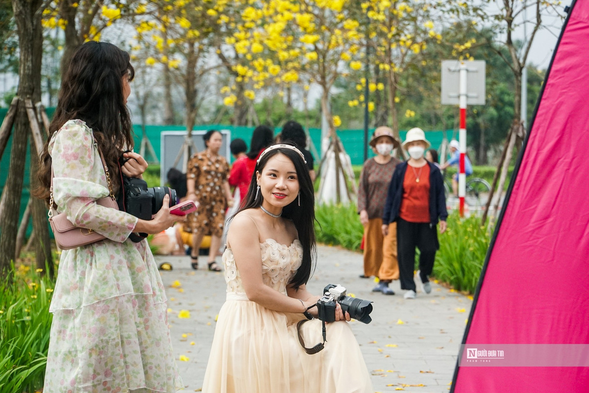 “Phát sốt” với con đường hoa phong linh vàng rực ở Hà Nội - Hình 2 “Phat sot” voi con duong hoa phong linh vang ruc o Ha Noi-Hinh-2