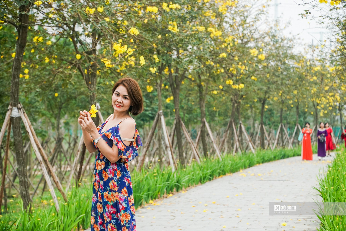 “Phát sốt” với con đường hoa phong linh vàng rực ở Hà Nội - Hình 6 “Phat sot” voi con duong hoa phong linh vang ruc o Ha Noi-Hinh-6