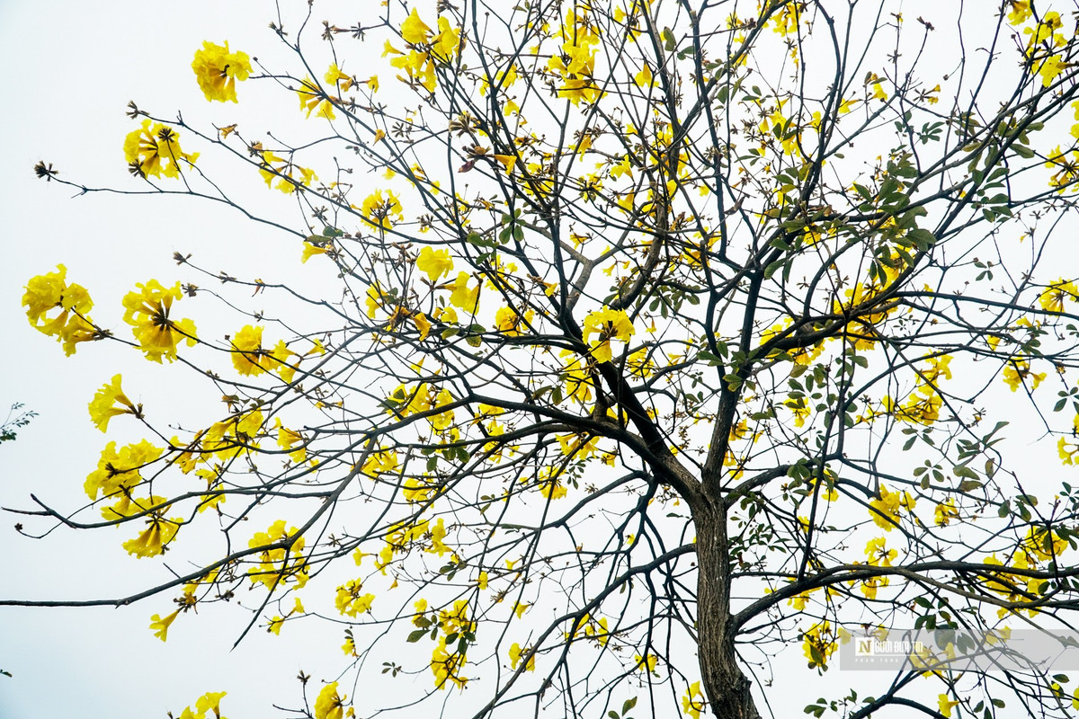 “Phát sốt” với con đường hoa phong linh vàng rực ở Hà Nội - Hình 3 “Phat sot” voi con duong hoa phong linh vang ruc o Ha Noi-Hinh-3