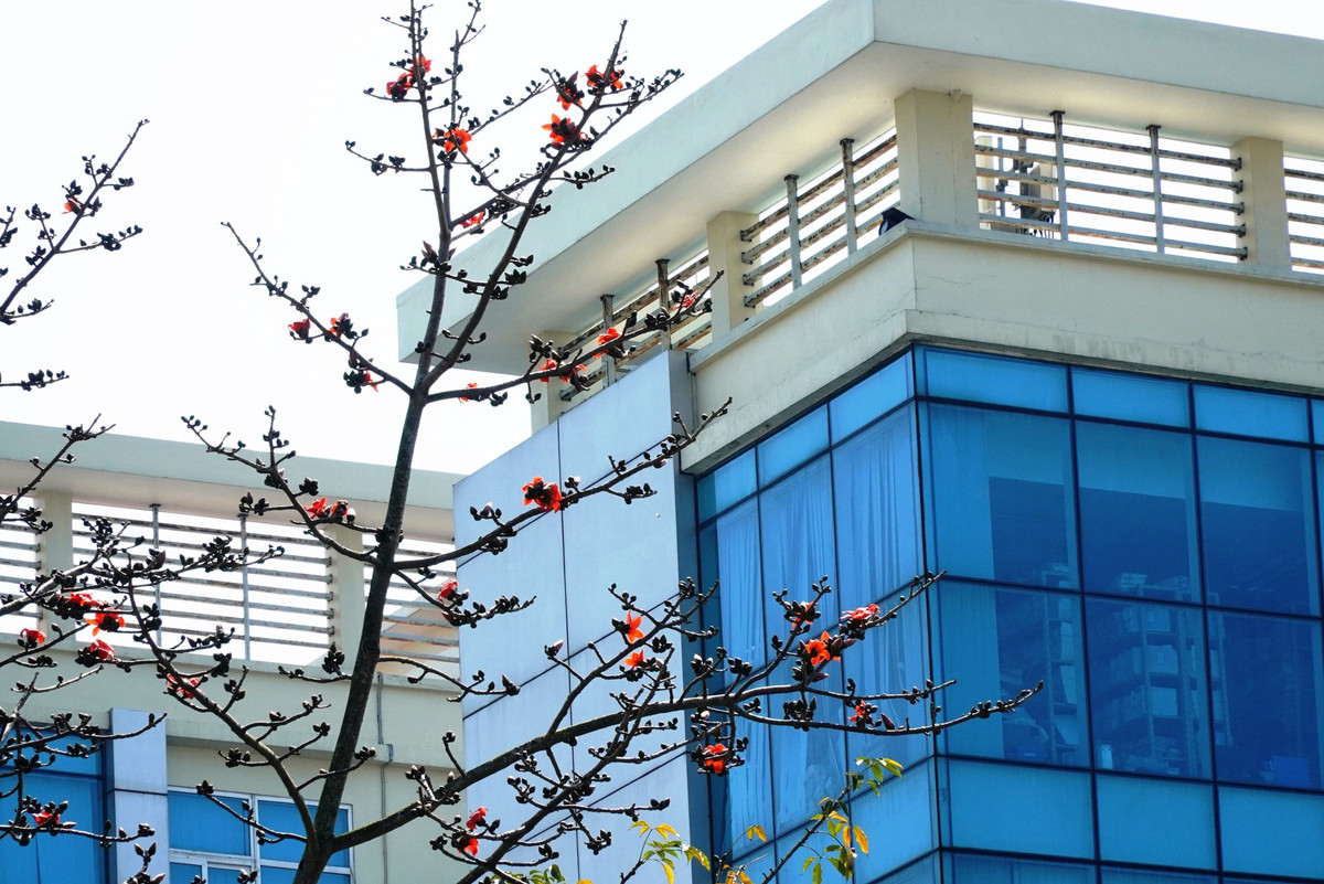 Dat troi xu Hue dep ruc ro trong mua hoa gao-Hinh-8