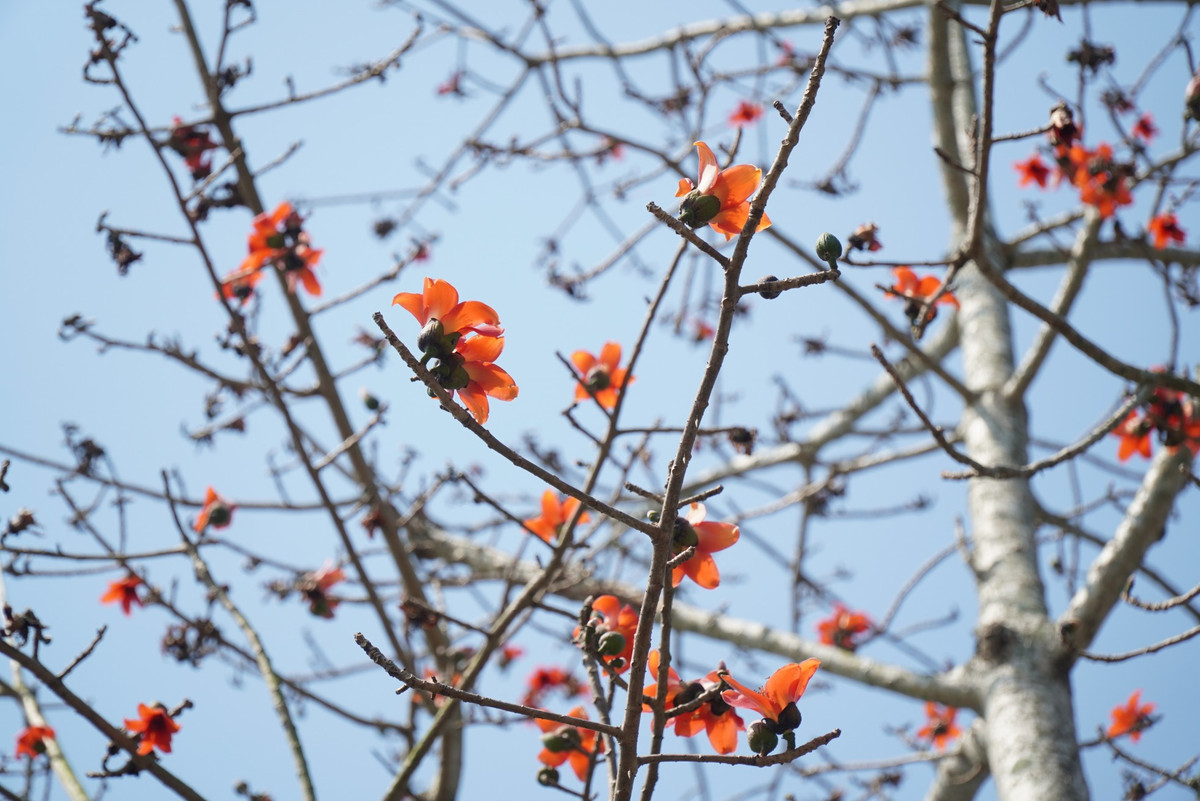 Dat troi xu Hue dep ruc ro trong mua hoa gao-Hinh-2