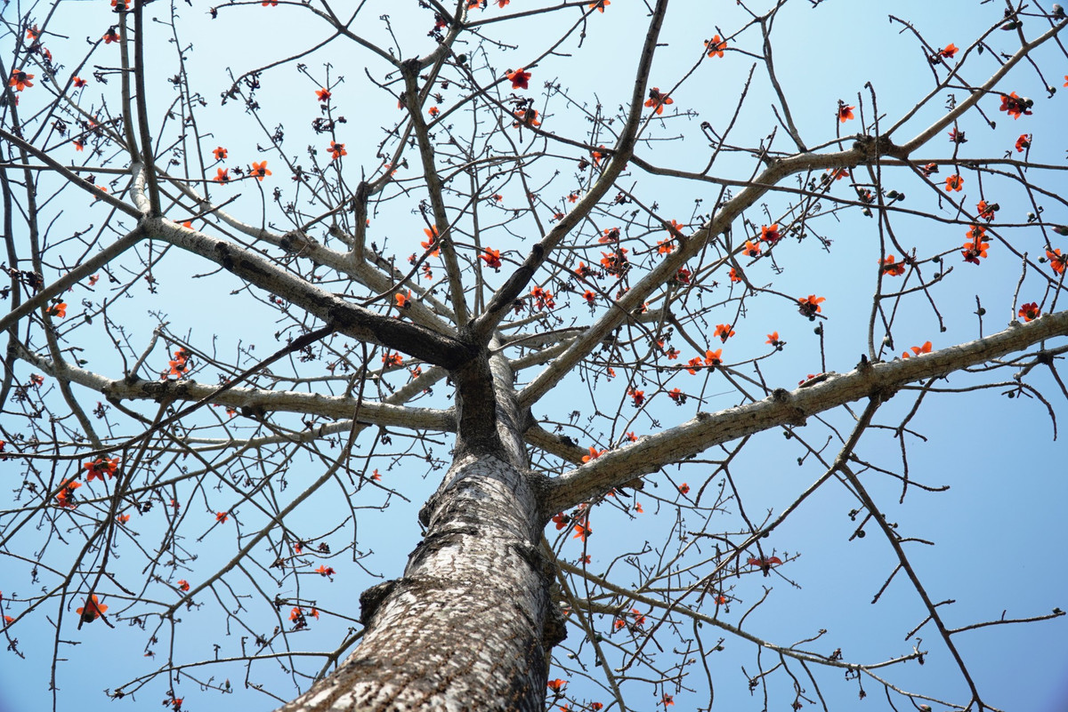 Dat troi xu Hue dep ruc ro trong mua hoa gao-Hinh-6