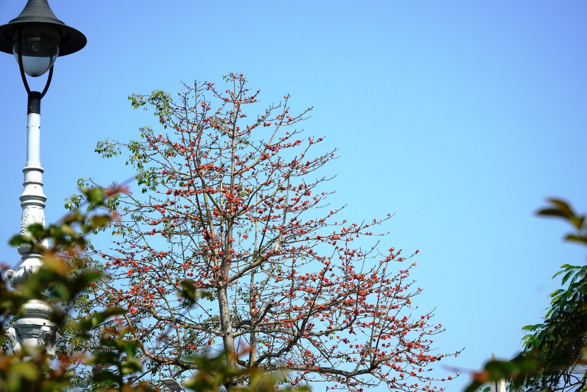 Dat troi xu Hue dep ruc ro trong mua hoa gao-Hinh-11