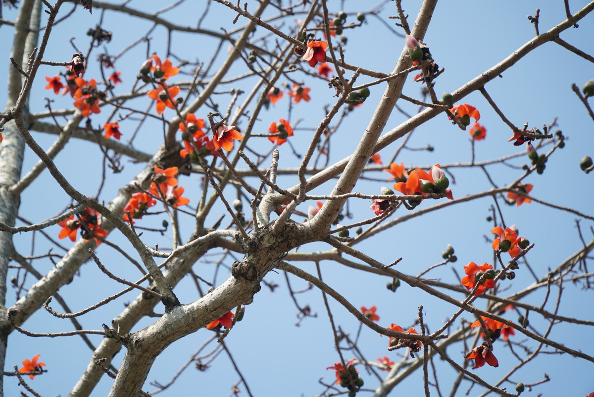 Dat troi xu Hue dep ruc ro trong mua hoa gao-Hinh-7