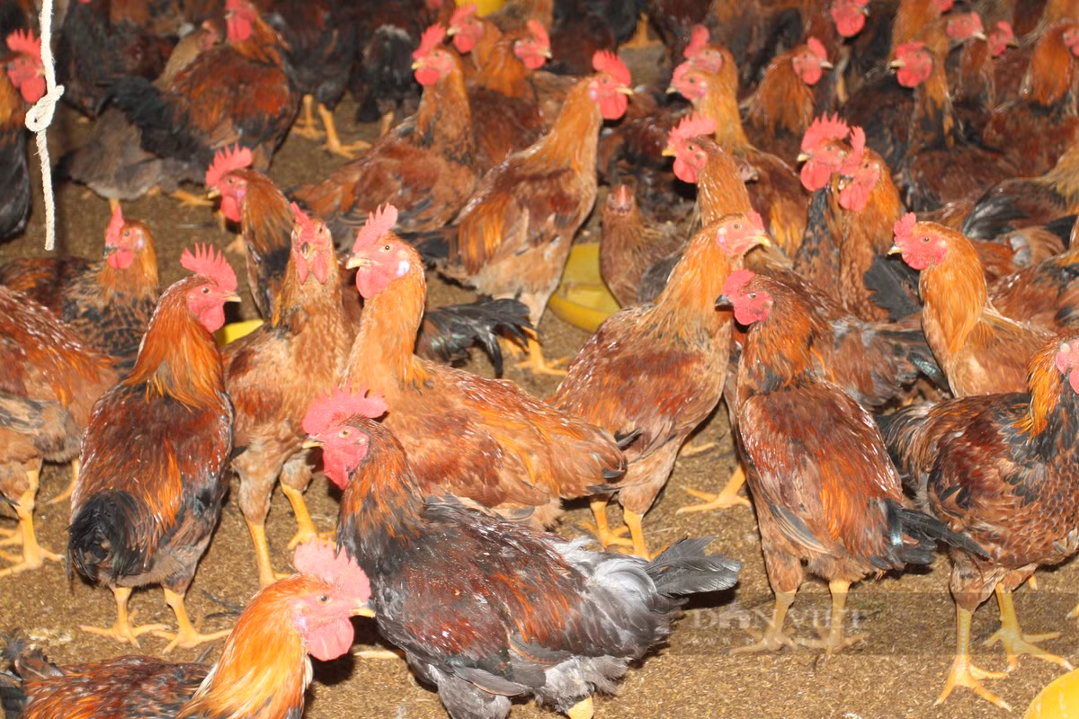 Thai Nguyen: Nguoi chan nuoi lo lang khi ga 'rot' gia-Hinh-3