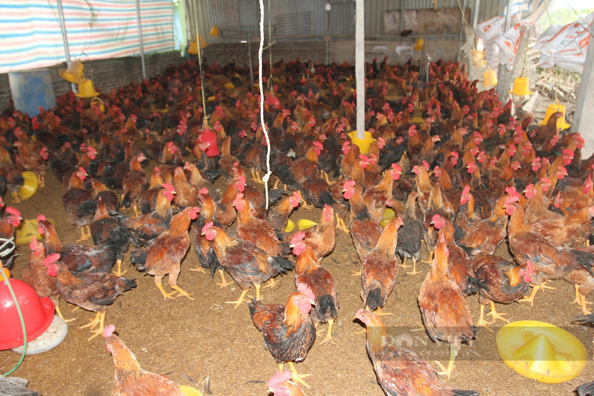 Thai Nguyen: Nguoi chan nuoi lo lang khi ga 'rot' gia-Hinh-2