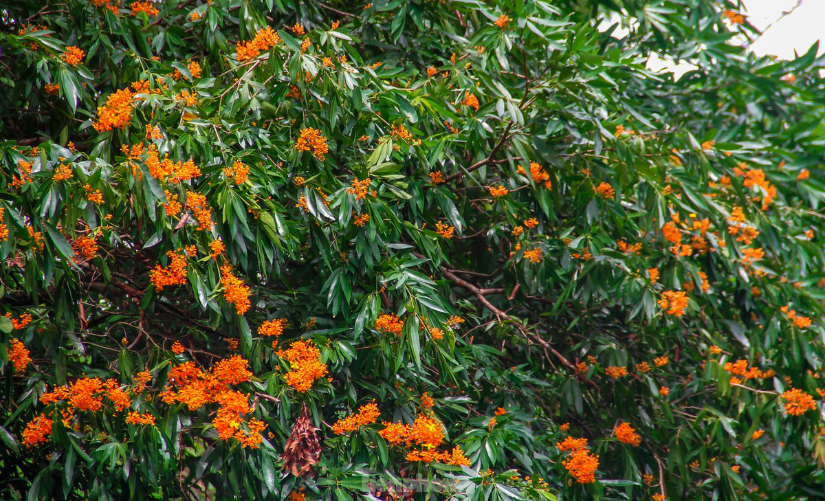 Binh Dinh: Ruc ro hoa trang rung ben suoi Ta Ma-Hinh-2