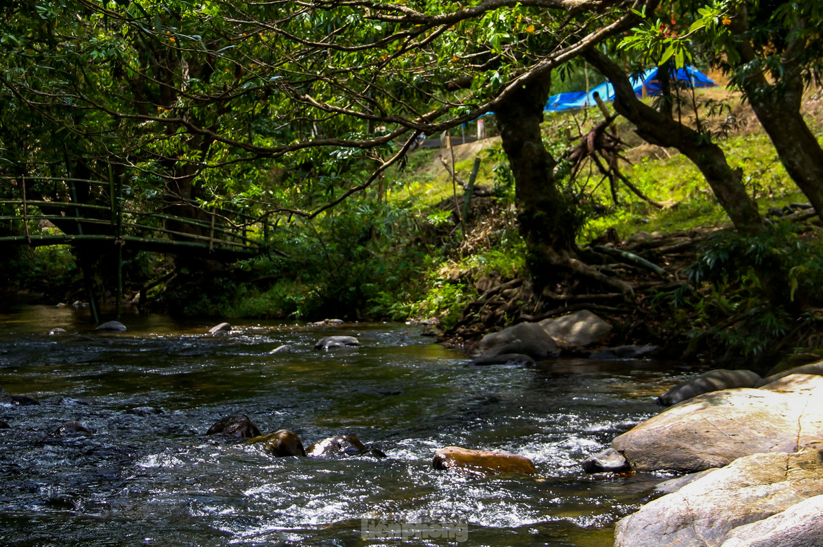 Binh Dinh: Ruc ro hoa trang rung ben suoi Ta Ma-Hinh-4