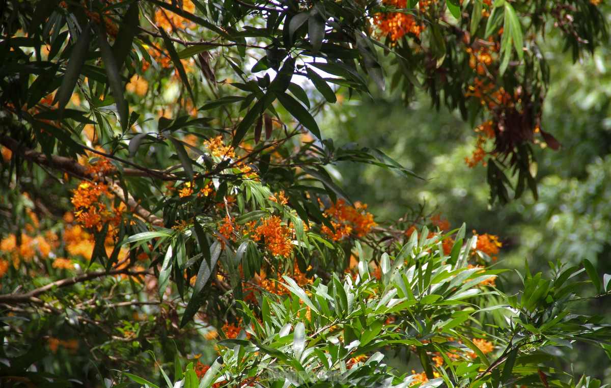 Binh Dinh: Ruc ro hoa trang rung ben suoi Ta Ma-Hinh-7