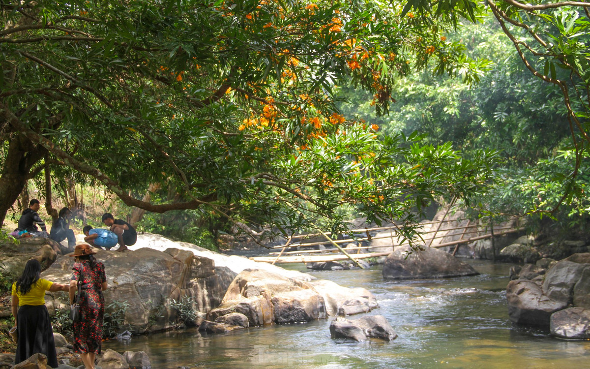 Binh Dinh: Ruc ro hoa trang rung ben suoi Ta Ma