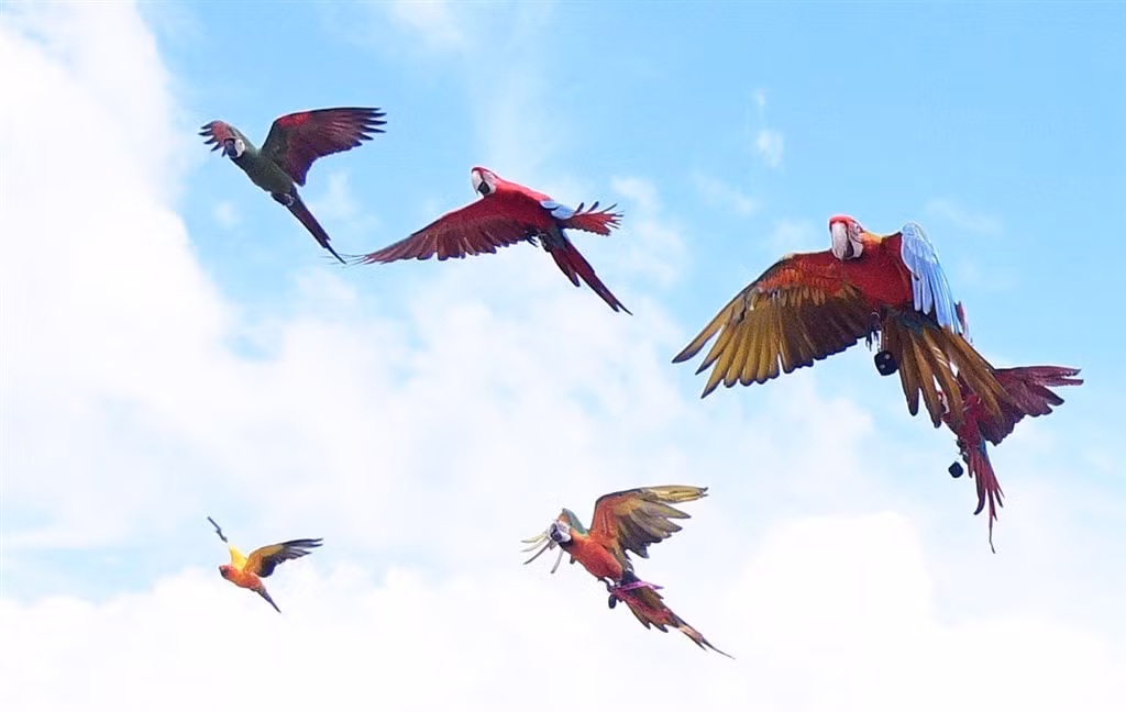 Vẹt tấn công người chạy bộ, chủ nhân vừa bồi thường vừa ngồi tù Vet tan cong nguoi chay bo, chu nhan vua boi thuong vua ngoi tu