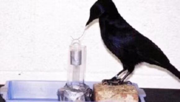 Neu con nguoi bien mat, loai nao se thanh 