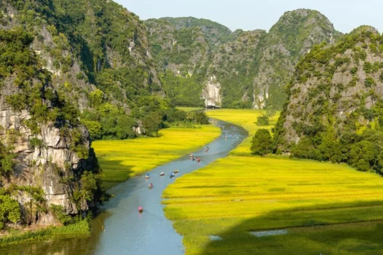 Cánh đồng lúa vàng trên con sông Ngô Đồng ở Tam Cốc Bích Động, Ninh Bình, Việt Nam.