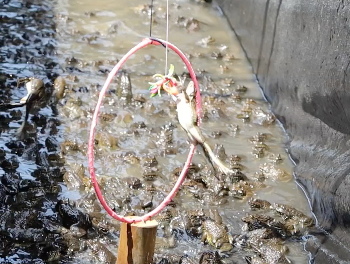 Den Can Tho xem xiec ech moi la, hap dan-Hinh-2