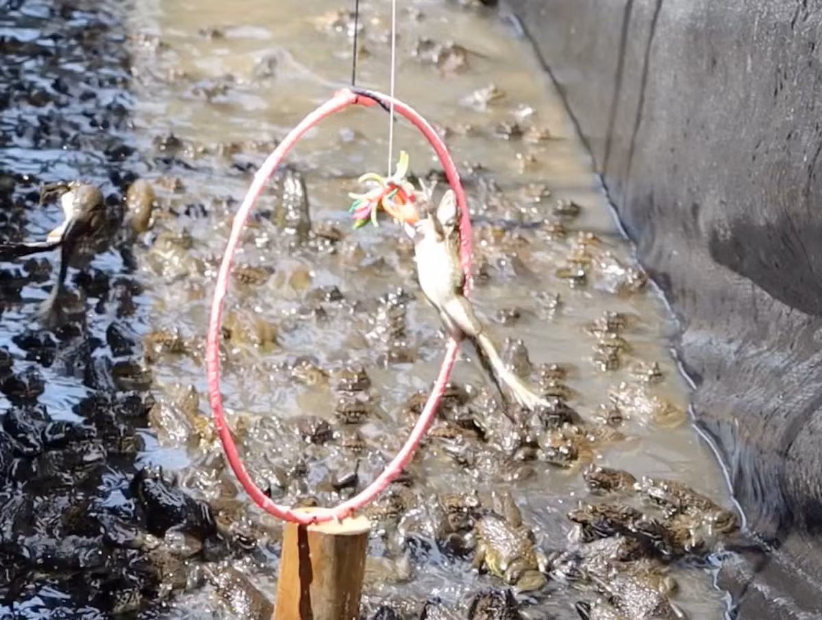 Den Can Tho xem xiec ech moi la, hap dan-Hinh-2