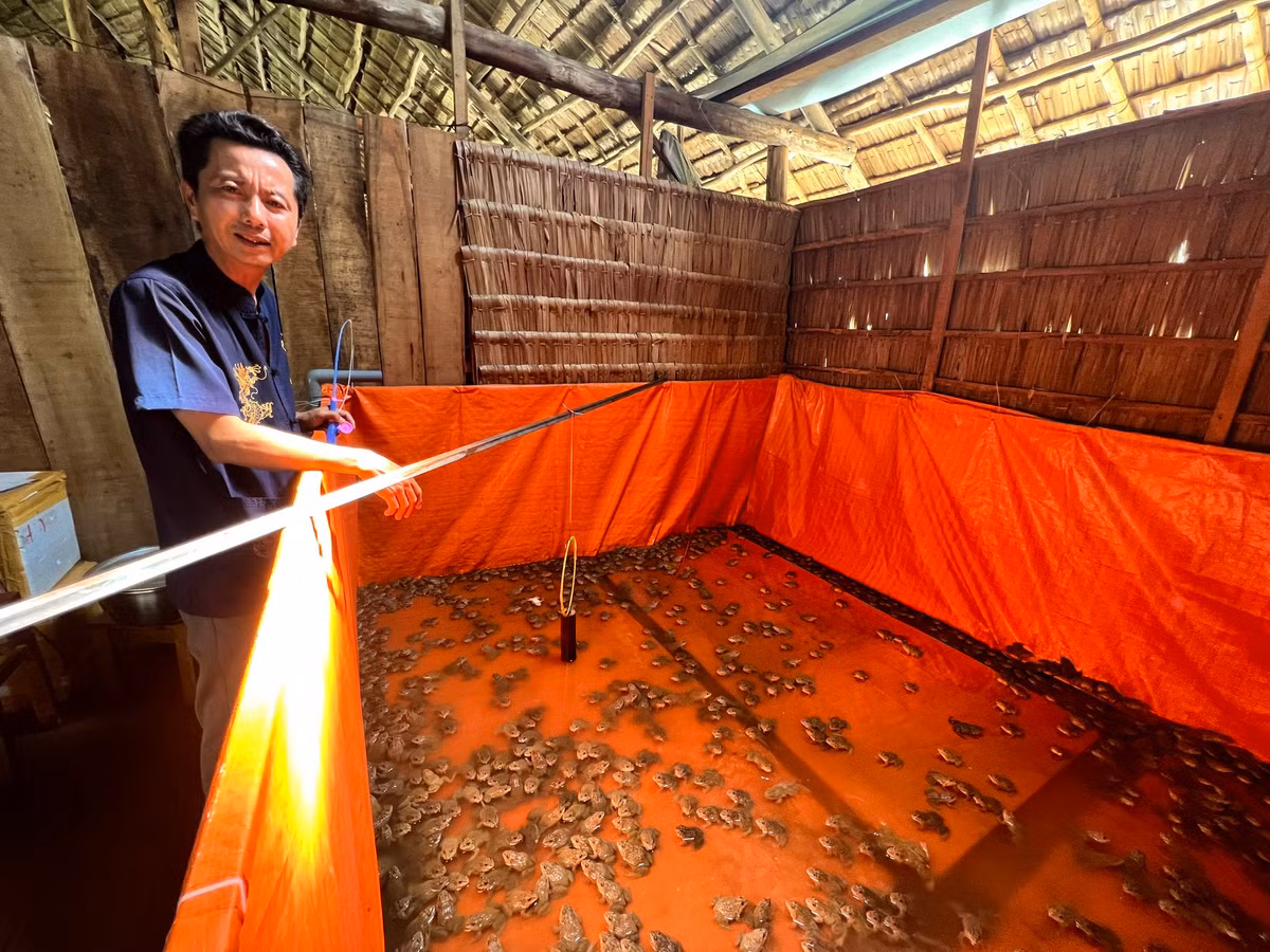 Den Can Tho xem xiec ech moi la, hap dan-Hinh-3