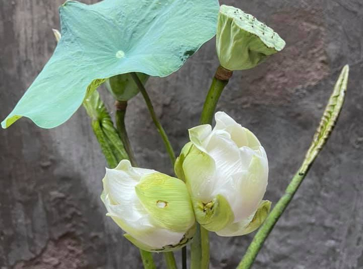 300.000 dong mot canh sen 