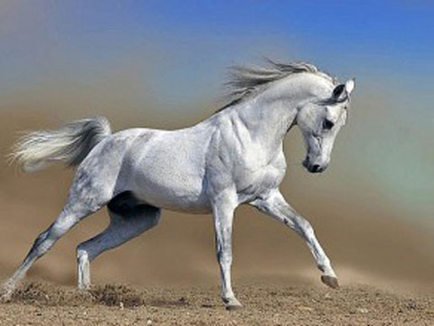 Vì vậy, sau mỗi lần cưỡi N'Kuki - con của N'Tuki, cô lại tắm rửa cho nó sạch sẽ để bộ lông của con vật không bị vấy bẩn.