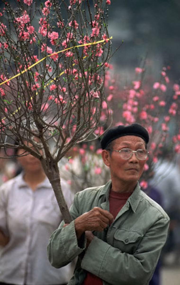 Người đàn ông lớn tuổi mang cành đào ra phố bán. Tấm ảnh được chụp ngày 12/1/1994.