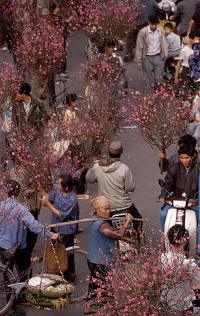 Hoa đào khoe sắc rực rỡ trong dịp Tết.