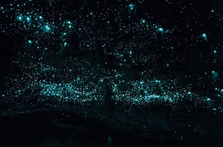 Hang động Waitomo Glowworm ở New Zealand nổi tiếng với cảnh tượng vô vàn đom đóm phát sáng lung linh. Du khách có thể đi thuyền xuyên qua động và ngắm nhìn một "bầu trời" đom đóm tuyệt đẹp.