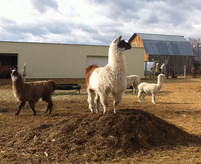 Phân lạc đà, bò, ngựa chứa một loại vi khuẩn gọi là Desulfovibrio có tác dụng trung hòa axit và loại bỏ hầu hết các chất ô nhiễm trong nước. Tuy nhiên, chắc không mấy ai có đủ dũng cảm để uống nước được lọc theo phương pháp này.