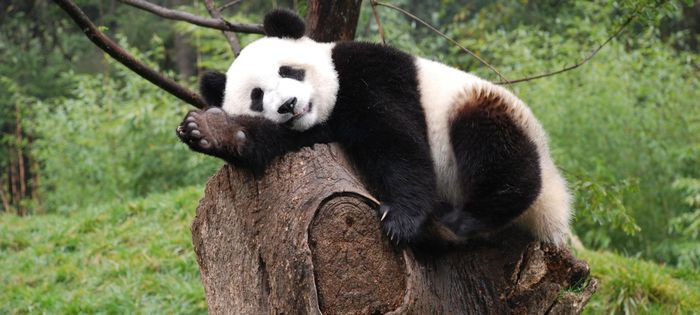 3. Gấu trúc không ngủ đông. Không giống như các loài khác như gấu đen hay gấu xám, gấu trúc khổng lồ không tích trữ chất béo hay thức ăn. Điều này có nghĩa là thay vì ngủ đông, chúng sẽ di cư xuống những vùng núi thấp, ấm áp hơn để tìm kiếm thức ăn.