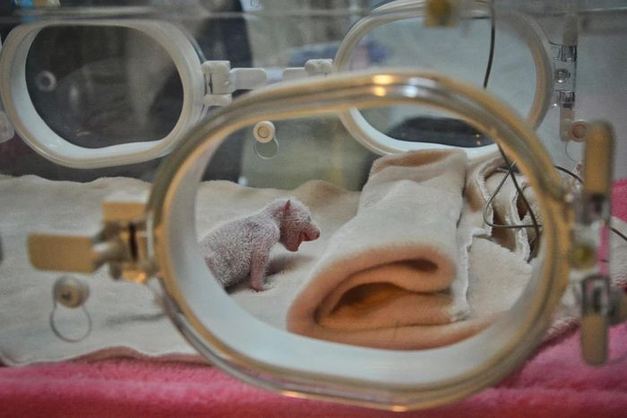 1. Gấu trúc không phải chỉ mang màu lông đen trắng. Những con gấu trúc mới sinh có màu hồng. Sau đó một tuần, chúng mới bắt đầu mọc ra lớp lông đen trắng thường thấy để ngụy trang trong tuyết hoặc bóng râm.