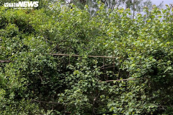 Sau hải trình dài hàng trăm km từ ngoài khơi vào bờ, chực chờ những đàn chim trời là “thiên la địa võng”, một khi sà xuống, chúng sẽ không còn lối thoát. Những ngọn cây cứ ngỡ là nơi an toàn cho đàn chim trú ngụ, nay trở thành ánh đèn cho hàng ngàn “con thiêu thân” lao vào.