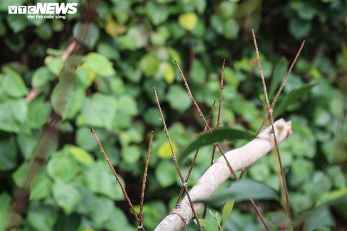 Thanh tre nhỏ, dài khoảng 30cm, sau khi quét nhựa được cắm khắp nơi từ giữa ruộng cho đến các tán cây.