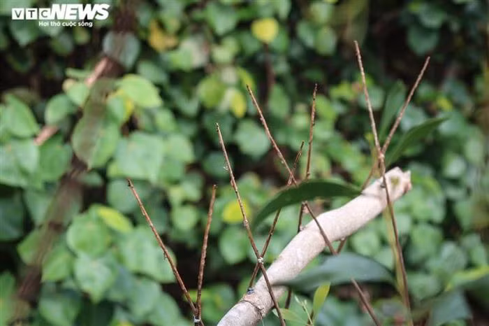 Thanh tre nhỏ, dài khoảng 30cm, sau khi quét nhựa được cắm khắp nơi từ giữa ruộng cho đến các tán cây.