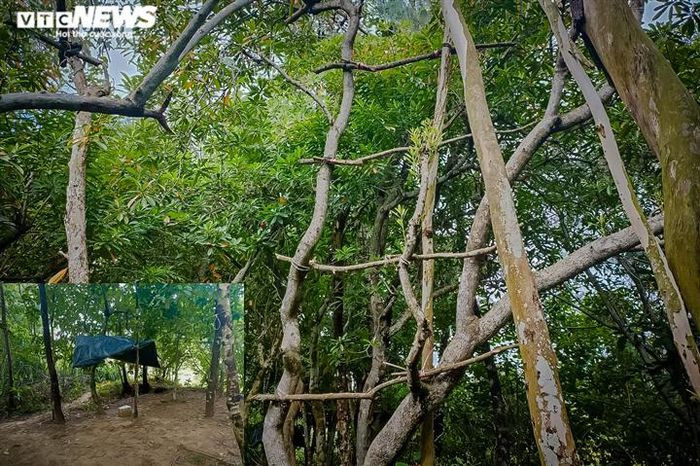 Để có được “hệ thống” bẫy công phu, người bẫy chim có thể mất cả tháng trời để đi chặt tre, tỉa ngọn cây, dựng lán. Các bụi cây được chọn lắp bẫy có độ cao từ 5-7m so với mặt đất hoặc thấp hơn.