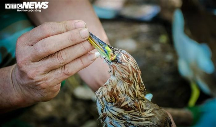 Thời gian bẫy chim thường kéo dài cả ngày, tuy nhiên thời điểm chim về nhiều, dễ đánh bắt là đầu giờ sáng và cuối giờ chiều. Để đề phòng chim mồi tấn công người, chúng sẽ bị “khâu” đôi mắt lại.