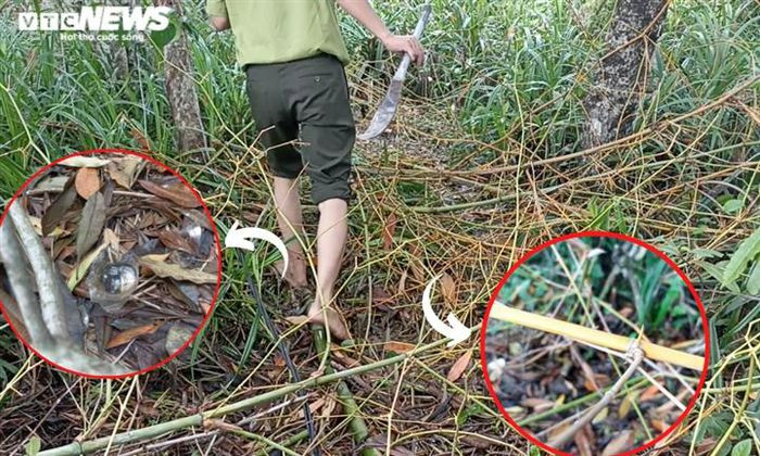 Dọc các lối vào vị trí bẫy chim, người dân dùng cây có gai nhọn và mảnh vỡ thủy tinh chắn ngang đường, hòng cản trở lực lượng chức năng kiểm tra. Đa số, những chiếc “bẫy” này được dựng lên từ các cây tre có nhiều gai nhọn, sắc nếu đi qua không để ý nó có thể cứa vào cơ thể hoặc dẫm vào dưới chân, gây khó khăn cho lực lượng chức năng.