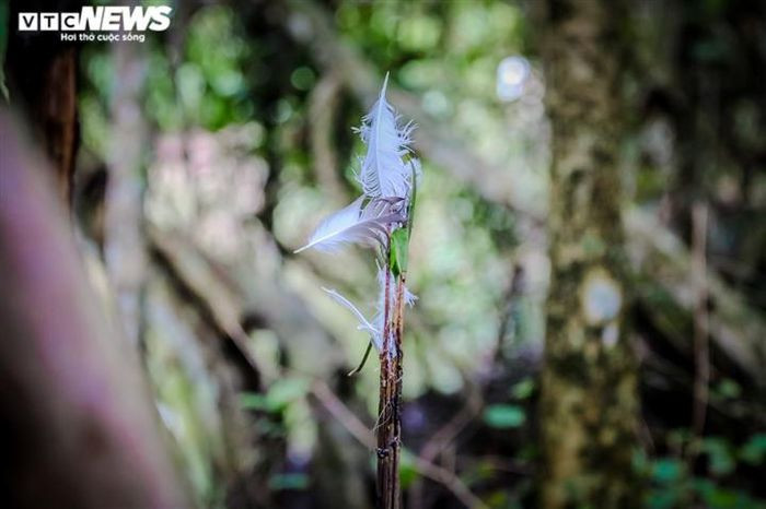 Nhựa được dùng để bôi lên thanh tre là loại siêu dính, chỉ cần lông chim chạm vào thì sẽ không thể thoát ra, ngược lại càng vùng vẫy càng dính nhiều hơn.