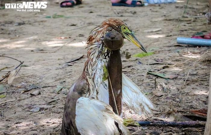 Có một sự thật ít ai biết về những chú chim thật được dùng làm mồi trên những ngọn cây, trừ một số con được nuôi nhiều năm, có sức khỏe tốt, sẽ sống sót cho đến hết mùa bẫy chim, còn lại đa số chúng sẽ chết vì kiệt sức sau 3-5 ngày đứng dụ chim trời.