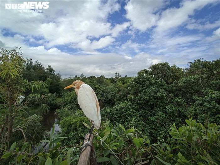 Chim mồi trên các ngọn cây bị trói chân lại, làm nhiệm vụ “câu dẫn”, khi đàn chim bay qua thấy nhiều đồng loại ở dưới thì chúng sẽ sà xuống. Bao quanh “trận địa” chim mồi này là hàng vạn thẻ tre có quét nhựa, chực chờ chim trời hạ cánh là dính chặt.
