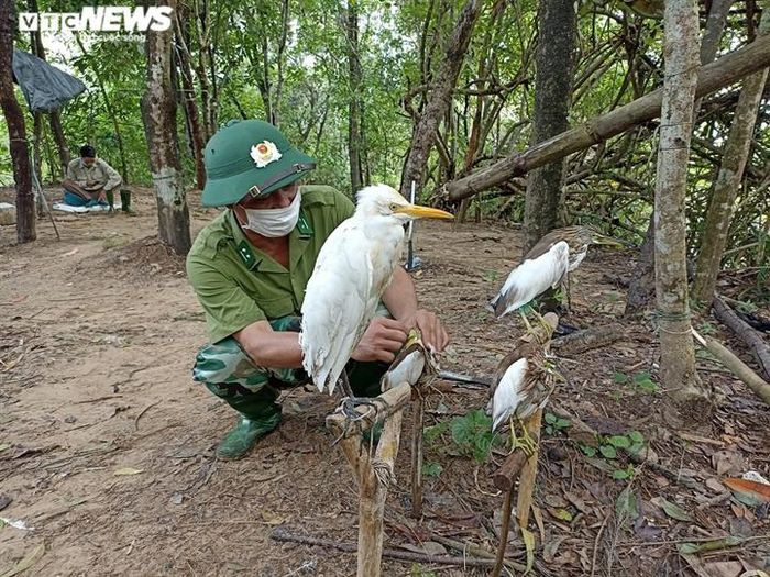 Trong các đợt ra quân, Chi cục Kiểm lâm tỉnh Hà Tĩnh phối hợp với các lực lượng chức năng đã tổ chức hơn 46 cuộc kiểm tra, qua đó phát hiện, thu giữ gần 5.800 con chim mồi giả, hơn 15.600 que nhạ, 11.250m lưới, 39kg nhạ, 13 bộ loa phát tín hiệu tiếng chim giả, 40m dây điện, 172 cột tre và thả về tự nhiên hơn 158 con chim mồi.