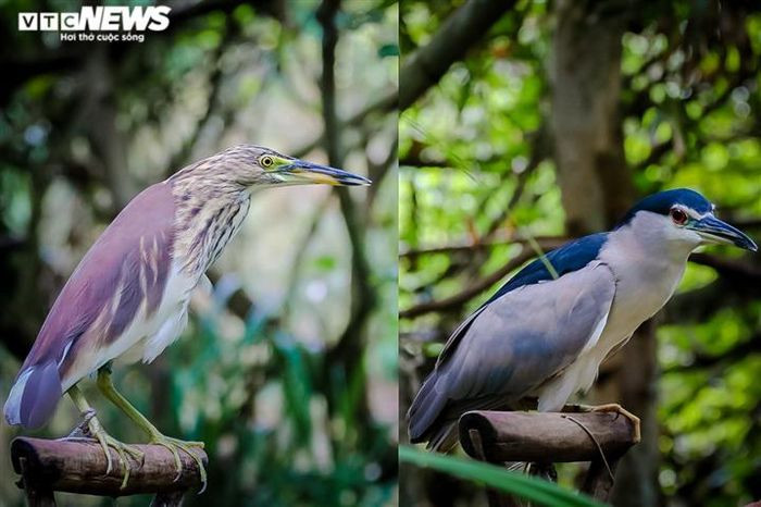 Một khi con chim đầu đàn bay xuống là tất cả sẽ xuống theo, đàn ít thì vài chục con, đàn nhiều thi hàng trăm con. Rất ít con có thể thoát khỏi khu vực bẫy, nên những ngày chim trời về nhiều, có nhà bắt đến vài trăm con là bình thường.